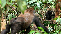 THIS VIDEO CLIP WILL BE AVAILABLE TO VIEW ONLINE SOON. TO VIEW NOW, PLEASE CONTACT US. -Close-up of a young Western gorilla (Gorilla gorilla), member of the 'Makumba' group, breaking open a termite ne...