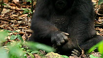 THIS VIDEO CLIP WILL BE AVAILABLE TO VIEW ONLINE SOON. TO VIEW NOW, PLEASE CONTACT US. -Close-up of a young Western gorilla (Gorilla gorilla) 'Tembo', member of the 'Makumba' group, breaking open a te...