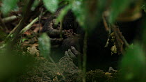 THIS VIDEO CLIP WILL BE AVAILABLE TO VIEW ONLINE SOON. TO VIEW NOW, PLEASE CONTACT US. -Close-up of a young Western gorilla (Gorilla gorilla), member of the 'Makumba' group, breaking open bits of a te...