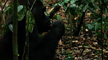 THIS VIDEO CLIP WILL BE AVAILABLE TO VIEW ONLINE SOON. TO VIEW NOW, PLEASE CONTACT US. -Blackback Western gorilla (Gorilla gorilla) 'Kunga', member of the 'Makumba' group, breaking open bits of a term...