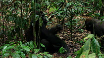 THIS VIDEO CLIP WILL BE AVAILABLE TO VIEW ONLINE SOON. TO VIEW NOW, PLEASE CONTACT US. -Blackback Western gorilla (Gorilla gorilla) 'Kunga', member of the 'Makumba' group, breaking open bits of a term...