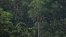 THIS VIDEO CLIP WILL BE AVAILABLE TO VIEW ONLINE SOON. TO VIEW NOW, PLEASE CONTACT US. -Flock of Congo african grey parrots (Psittacus erithacus erithacus) flying through a forest clearing, Dzanga Bai...