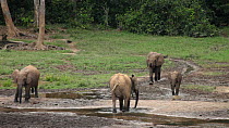 THIS VIDEO CLIP WILL BE AVAILABLE TO VIEW ONLINE SOON. TO VIEW NOW, PLEASE CONTACT US. -Female African forest elephant (Loxodonta cyclotis) and large calf run towards a mineral dig, with other elephan...