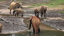 THIS VIDEO CLIP WILL BE AVAILABLE TO VIEW ONLINE SOON. TO VIEW NOW, PLEASE CONTACT US. -Group of African forest elephants (Loxodonta cyclotis) at a mineral dig in a forest clearing, with a flock of Congo african grey parrots (Psittacus erithacus erithacus)flying past, Dzanga Bai, Dzanga-Ndoki National Park, Sangha-Mbaere Prefecture, Central African Republic.