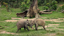 THIS VIDEO CLIP WILL BE AVAILABLE TO VIEW ONLINE SOON. TO VIEW NOW, PLEASE CONTACT US. -Two male African forest elephants (Loxodonta cyclotis) play fighting in a forest clearing, Dzanga Bai, Dzanga-Nd...
