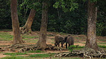 THIS VIDEO CLIP WILL BE AVAILABLE TO VIEW ONLINE SOON. TO VIEW NOW, PLEASE CONTACT US. -Two male African forest elephants (Loxodonta cyclotis) play fighting in a forest clearing, Dzanga Bai, Dzanga-Nd...