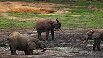 THIS VIDEO CLIP WILL BE AVAILABLE TO VIEW ONLINE SOON. TO VIEW NOW, PLEASE CONTACT US. -Three male African forest elephants (Loxodonta cyclotis) moving towards a dominant male at a mineral pool, befor...