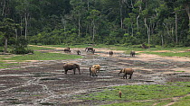THIS VIDEO CLIP WILL BE AVAILABLE TO VIEW ONLINE SOON. TO VIEW NOW, PLEASE CONTACT US. -Panning shot of groups of African forest elephants (Loxodonta cyclotis) at several mineral digs in a forest clea...