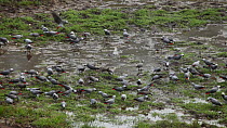 THIS VIDEO CLIP WILL BE AVAILABLE TO VIEW ONLINE SOON. TO VIEW NOW, PLEASE CONTACT US. -Flock of Congo african grey parrots (Psittacus erithacus erithacus) feeding on aquatic plants in a forest clearing, Dzanga Bai, Dzanga-Ndoki National Park, Sangha-Mbaere Prefecture, Central African Republic.
