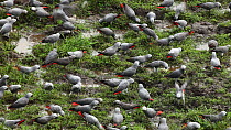 THIS VIDEO CLIP WILL BE AVAILABLE TO VIEW ONLINE SOON. TO VIEW NOW, PLEASE CONTACT US. -Flock of Congo african grey parrots (Psittacus erithacus erithacus) feeding on aquatic plants in a forest cleari...