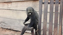 THIS VIDEO CLIP WILL BE AVAILABLE TO VIEW ONLINE SOON. TO VIEW NOW, PLEASE CONTACT US. -Captive juvenile female Putty-Nosed Monkey (Cercopithecus nictitans nictitans) scratching, tied to a chair, Dzan...