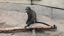 THIS VIDEO CLIP WILL BE AVAILABLE TO VIEW ONLINE SOON. TO VIEW NOW, PLEASE CONTACT US. -Captive juvenile female Putty-Nosed Monkey (Cercopithecus nictitans nictitans) tied to a rope, Bayanga village,...