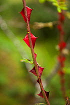 Rosa omeiensis (Rosa omeiensis) stem showing thorns, Gonggai Shan Nature Reserve, Kangding / Dartsedo, Tibet, China, August.