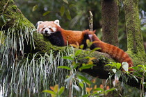 Red panda (Ailurus fulgens) in a tree, native to the Himalayas, captive, India.