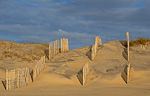 Sand fences along the beach to help against erosion of the dunes. Outer banks, North Carolina, April