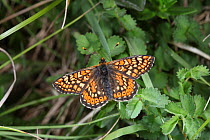Marsh Fritillary Butterfly (Euphydryas aurinia). Dorset, England