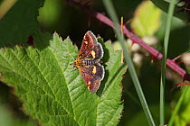 Purple and Gold Pyralid Moth (Pyrausta purpuralis) resting on leaf, Surrey, England
