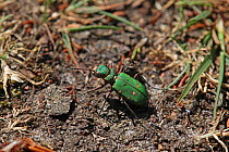 Green Tiger Beetle (Cicindela campestris). Surrey, England, May