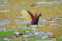 Northern Jacana (Jacana spinosa) displaying, showing wing spurs, Costa Rica
