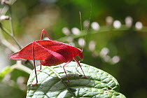 Pink katydid (Tettigoniidae) on leaf, Costa Rica
