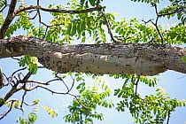 Wasp nest (Polistinae sp) nest beneath a horizontal branch in rain forest. Costa Rica