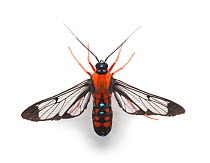 Rainforest moth (Cosmosoma sp.) against white background, Costa Rica