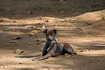 Mongrel dog tied to a rope. Tortuguero, Costa Rica.