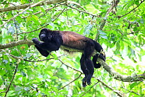 Mantled Howler Monkey (Alouatta palliata) male resting on a branch. Costa Rica
