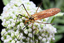 Tiger Cranefly (Nephrotoma flavescens) showing haltere. Surrey, England
