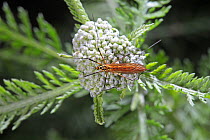 Tiger Cranefly (Nephrotoma flavescens) female. Surrey, England