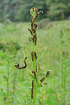 Cinnabar Moth (Tyria jacobaeae) caterpillars feeding on Ragwort (Senecio jacobaea). Surrey, England