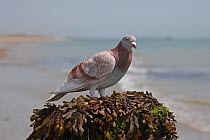 Homing Pigeon (Columba livia) resting on a breakwater. Sussex, England