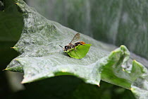 Leaf-cutting Bee (Megachile species) resting with freshly cut leaf section. Surrey, England, July