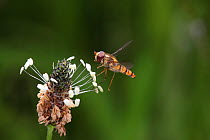 Marmalade Hoverfly (Episyrphus balteatus) landing on plantain (Plantago sp) Surrey, England, July
