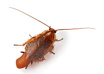 Tawny Cockroach (Ectobius pallidus) female with egg sac / ootheca, against white background, Surrey, England