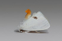Yellow-tail Moth (Euproctis similis) male in defensive posture. Surrey, England