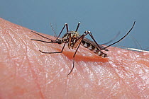 Mosquito (Aedes punctor) female on human arm. Surrey, England, August