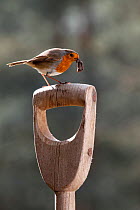 European Robin (Erithacus rubecula) with worm on fork handle, Surrey, England, May