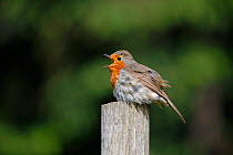 European Robin (Erithacus rubecula) singing whilst sunning. Surrey, England, June