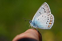 Amanda's Blue butterfly (Agrodiaetus amanda) male drinking sweat from the photographer's hand, Croatia, June