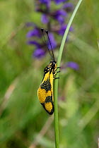 Ascalaphid or Owlfly (Libelloides longicornis) male at rest, Croatia, June