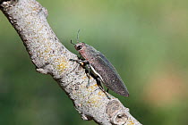 Buprestid beetle (Buprestidae) on branch, Croatia, June