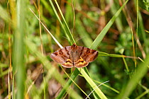 Burnet Companion Moth (Euclidia glyphica) on grass, France, July