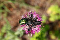 Chafer beetles including Rose chafer (Cetonia aurata) and Dotted Fruit beetles (Cyrtothyrea marginalis) feeding on knapweed flower. Croatia