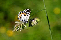 Chequered Blue Butterfly (Scolitantides orion) on grass, Croatia, June