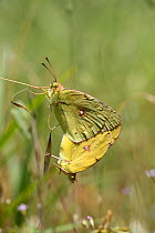 Clouded Yellow Butterfly (Colias croceus) mating pair. Croatia, June