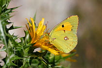 Clouded Yellow Butterfly (Colias croceus) male feeding on yellow thistle, Croatia, June