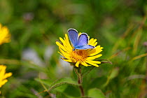 Idas Blue (Plebejus idas) male on Aster flower, Croatia