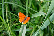 Large Copper (Lycaena dispar) male on grass, Croatia