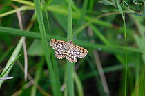 Latticed Heath moth (Chiasmia clathrata) on grass, France